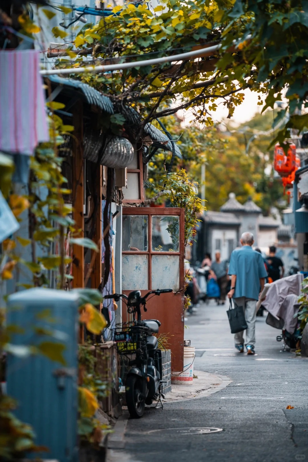 A leafy hutong lane with a local resident walking home
